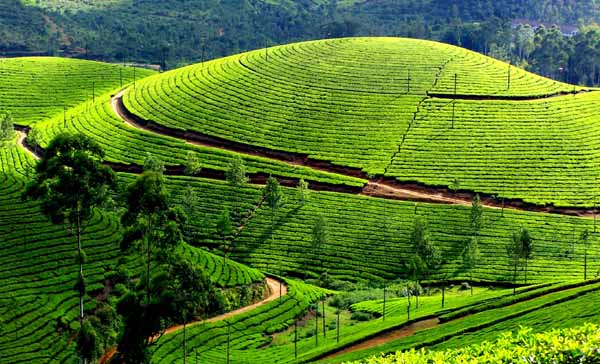 2 Days Munnar Trip