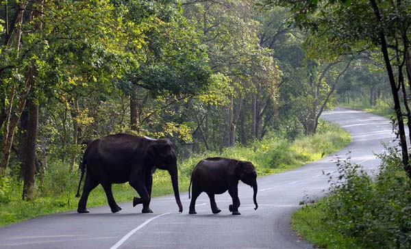 4 Days Wayanad Tour