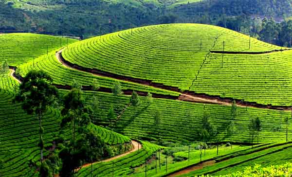 Kerala Family Tour Packages From Bangalore