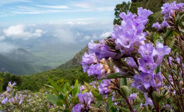 Tour from Mumbai to Munnar