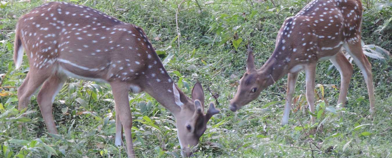 Wayanad Tour from Calicut