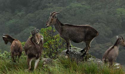 Munnar hotels