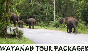 wayanad tour packages
