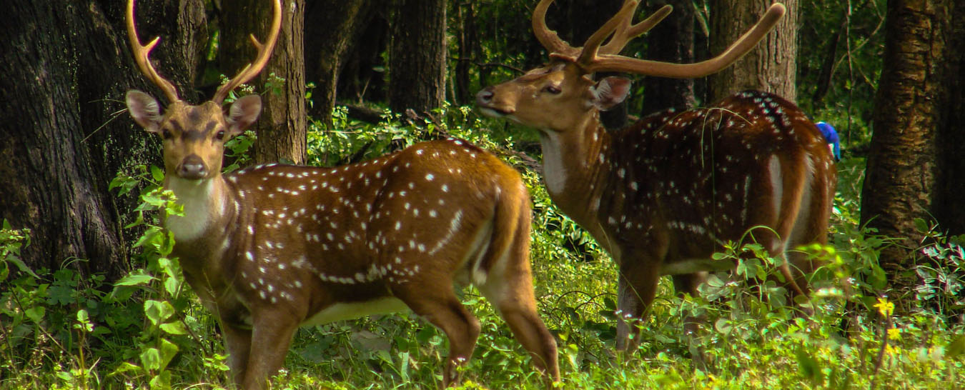 wayanad tourism